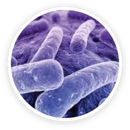 B.Lactis BL-04® in ProDentim B.Lactis BL-04® in ProDentim