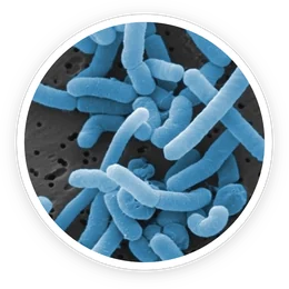 Lactobacillus Paracasei in ProDentim Lactobacillus Paracasei in ProDentim