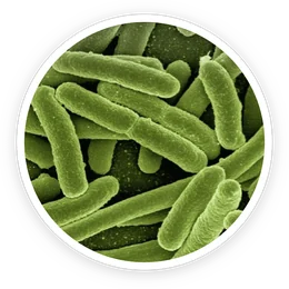 Lactobacillus Reuteri in ProDentim Lactobacillus Reuteri in ProDentim